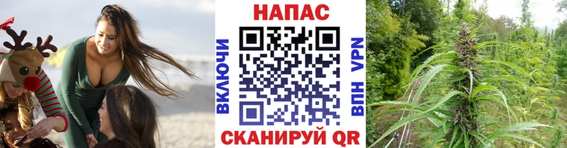 Конопля конопля  Купить закладки  Жердевка 